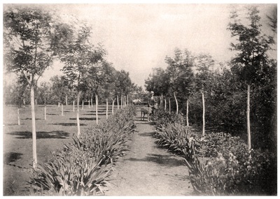 Garten_1899.jpg